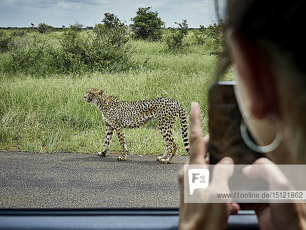 Südafrika  Mpumalanga  Krüger-Nationalpark  Frau  die ein Handyfoto von einem Geparden aus einem Auto heraus macht