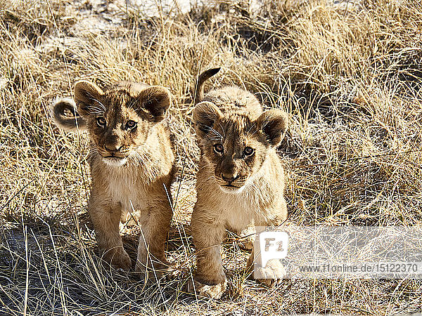 Africa  Namibia  Halali  Etosha National Park  portrait of two lion cubs