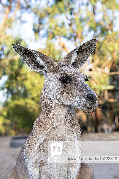 Australien  Queensland  erwachsenes weibliches Känguru