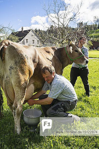 Landwirt mit seiner Frau beim Melken einer Kuh auf der Weide