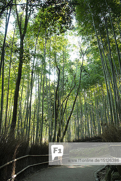 A path through the Arashimaya Bamboo grove in Sagano Kyoto Japan Asia