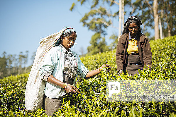 Tamilische Teepflückerin in einer Teeplantage im Hochland  Nuwara Eliya  Zentralprovinz  Sri Lanka  Asien