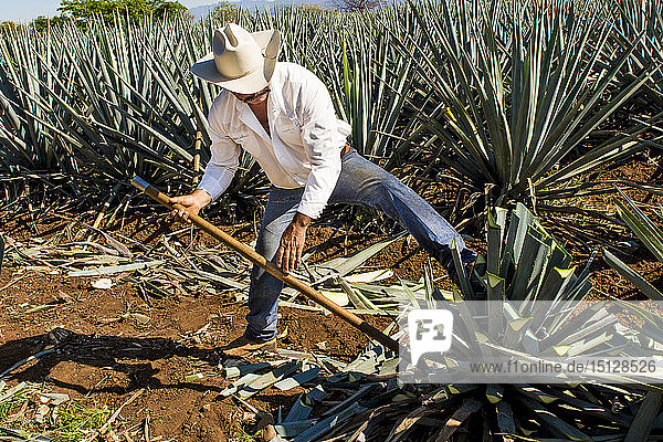 Harvesting agave for tequila  Tequila  UNESCO World Heritage Site  Jalisco  Mexico  North America
