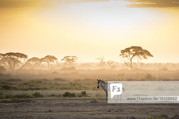 Zebras bei Sonnenuntergang im Amboseli-Nationalpark  Kenia  Ostafrika  Afrika