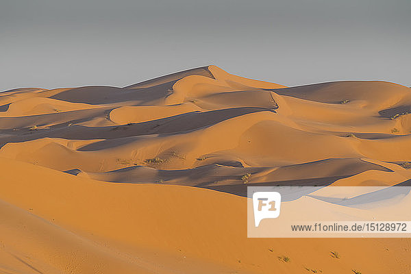 Massive Sanddünen hinter der Oase von Taghit  Westalgerien  Nordafrika  Afrika