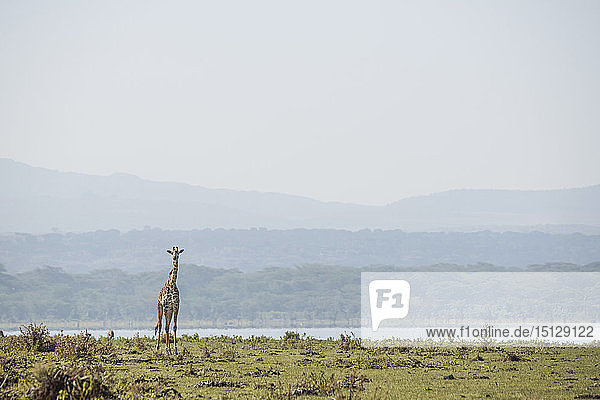 Giraffe am frühen Morgen. Crescent Island Game Sanctuary  Lake Naivasha  Great Rift Valley  Kenia  Ostafrika  Afrika