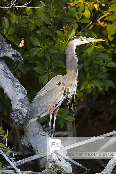 Great Blue Heron (Ardea Herodias) Rio Lagartos Biosphere Reserve Rio Lagartos Yucatan Mexico North America