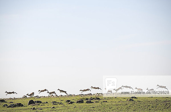 Gazellen  die entlang eines Bergrückens in der afrikanischen Savanne ziehen  Maasai Mara  Kenia  Ostafrika  Afrika