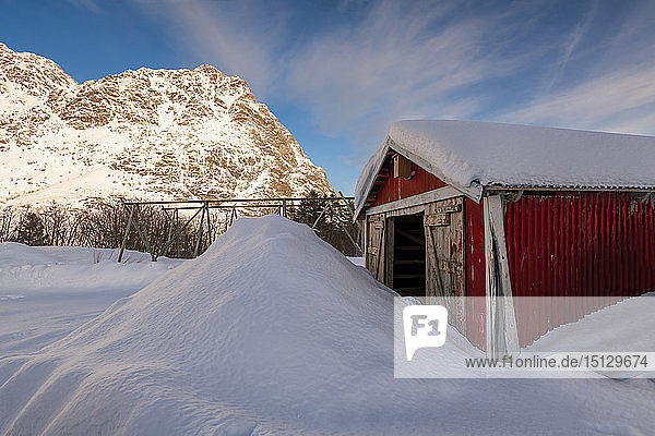 Rote Fischerhütte  teilweise in einer großen Schneewehe begraben  mit Kabeljaugestellen und Bergkulisse  Lofoten  Arktis  Norwegen  Europa