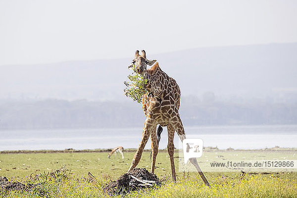 Giraffe munching leaves in the early morning Crescent Island Game Sanctuary Lake Naivasha Great Rift Valley Kenya East Africa Africa
