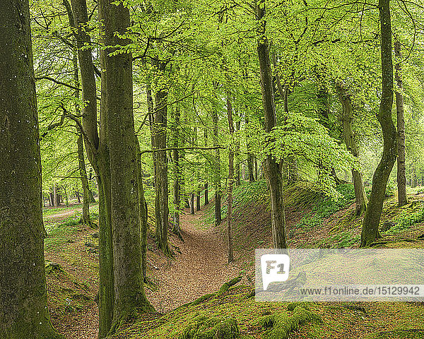Buchen mit den ersten Blättern des Frühlings in der tiefen Schlucht von Woodbury Castle  in der Nähe von Exmouth  Devon  England  Vereinigtes Königreich  Europa