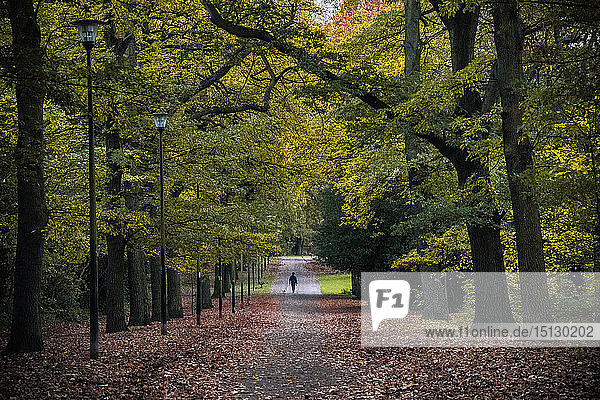 Hundespaziergänger  Norfolk Park  Sheffield  Yorkshire  England  Vereinigtes Königreich  Europa