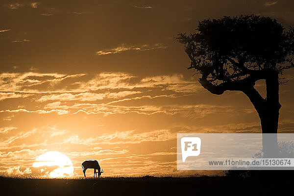 Topi bei Sonnenaufgang  Maasai Mara  Kenia  Ostafrika  Afrika