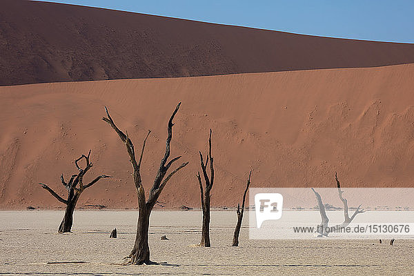 900 Jahre alte abgestorbene Bäume im Deadvlei inmitten einiger der höchsten Dünen der Welt  Sossusvlei  Namibia  Afrika