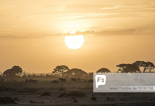 Gnus bei Sonnenuntergang im Amboseli-Nationalpark  Kenia  Ostafrika  Afrika