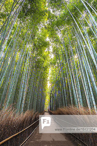 Arashiyama-Bambushain  Kyoto  Japan  Asien