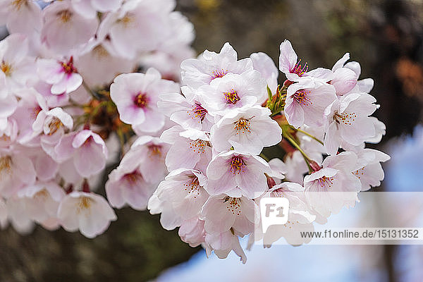 Kirschblüte  Kyoto  Japan  Asien