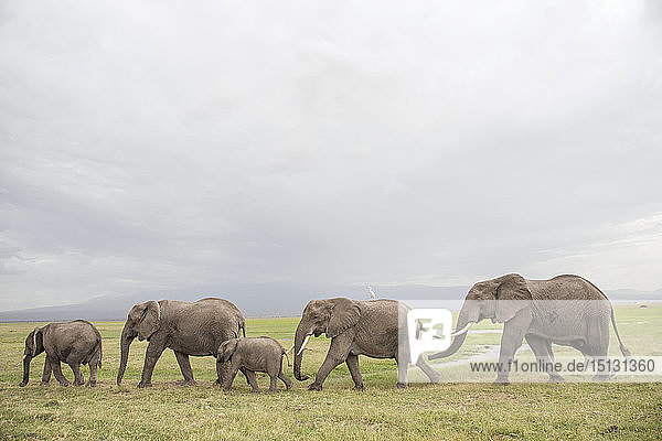 Elefanten in Bewegung im Amboseli-Nationalpark  Kenia  Ostafrika  Afrika