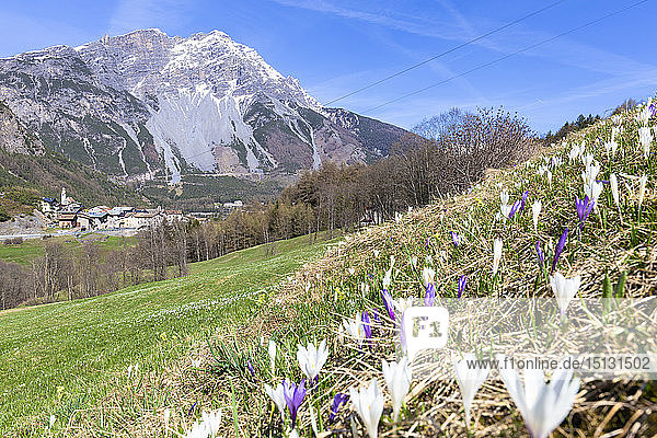 Blüte des Krokus nivea mit Dorf im Hintergrund  Premadio  Valdidentro  Valtellina  Provinz Sondrio  Lombardei  Italien  Europa