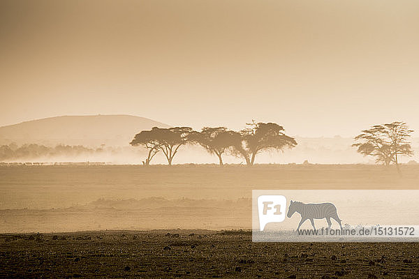 Zebras in der Abenddämmerung in der staubigen Landschaft des Amboseli-Nationalparks  Kenia  Ostafrika  Afrika
