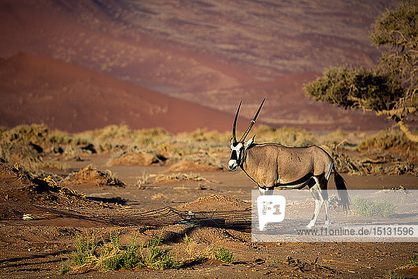 Oryx strolls through the Sossusvlei National Park  Namibia  Africa