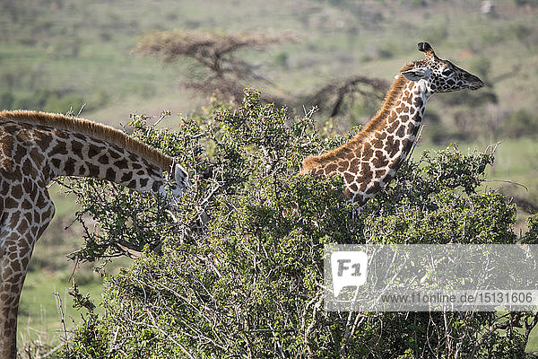 Giraffen  Maasai Mara  Kenia  Ostafrika  Afrika