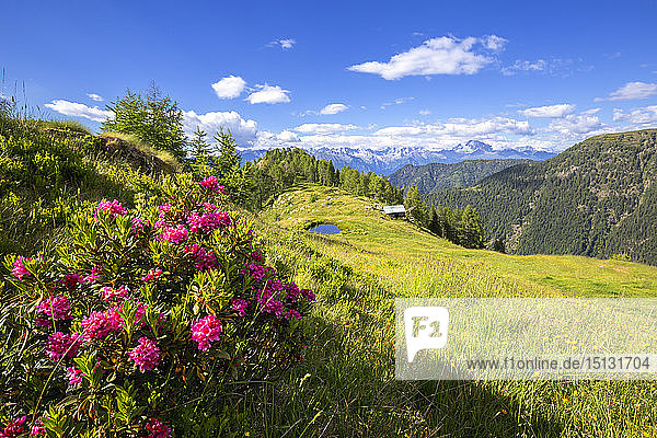 Blühende Rhododendren mit einer Hütte und einem Teich im Hintergrund  Valgerola  Orobie Alpen  Valtellina  Lombardei  Italien  Europa