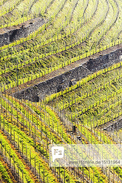 Sunlight in the wineyards at spring Bianzone Valtellina Lombardy Italy Europe