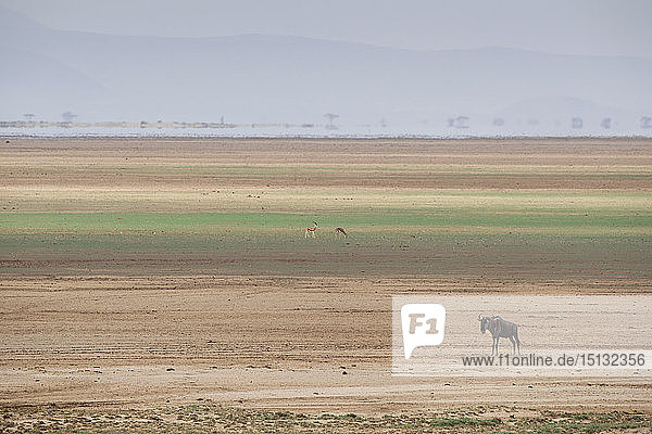Gnus auf den Streifen einer Salzwiese im Amboseli-Nationalpark  Kenia  Ostafrika  Afrika