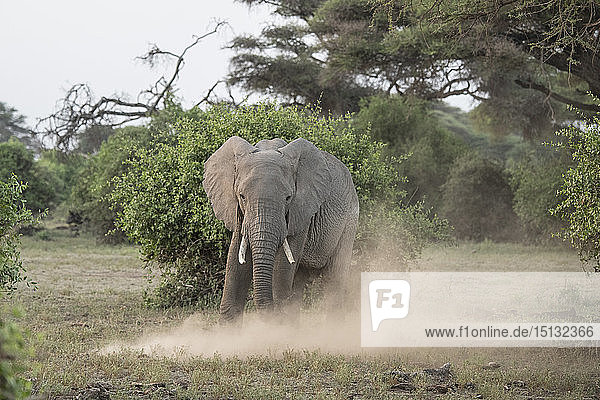 Elefant wirbelt Staub auf im Amboseli-Nationalpark  Kenia  Ostafrika  Afrika