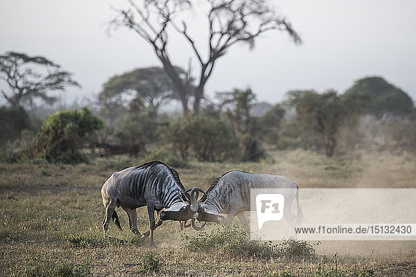 Gnus  die sich die Hörner abstoßen  im Amboseli-Nationalpark  Kenia  Ostafrika  Afrika