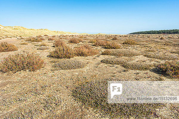 Wüstenflora in der Nähe von Sanddünen an der Holkham Bay  North Norfolk Küste  Norfolk  East Anglia  England  Vereinigtes Königreich  Europa