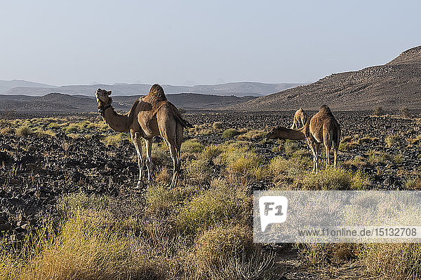 Camels in Assekrem Tamanrasset Hoggar mountains Algeria North Africa Africa