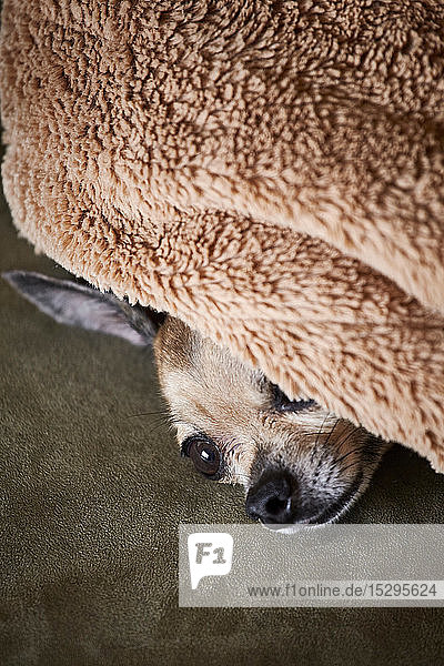 Chihuahua ruht unter einer Decke auf einem Sofa