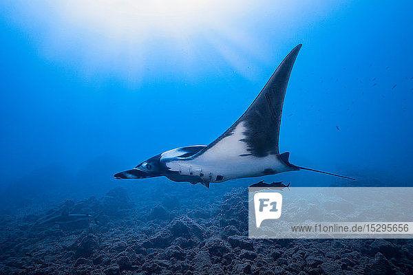 Ozeanischer Riesenmantarochen  Revillagigedo-Inseln  Socorro  Baja California  Mexiko