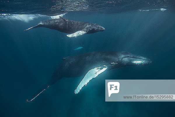Humpback whale mother and calf cruise close to sea surface  Punta Baja  Baja California  Mexico
