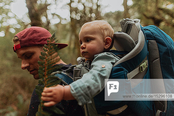 Hiker with baby exploring forest  Queenstown  Canterbury  New Zealand