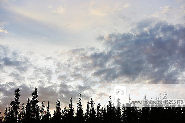 Scherenschnittbäume auf dem Land  Huhn  Alaska  Vereinigte Staaten
