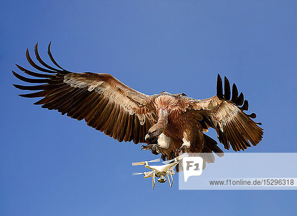 Konzept Natur versus Technik. Adler greift Luftdrohne gegen blauen Himmel an  digital verbessertes Bild