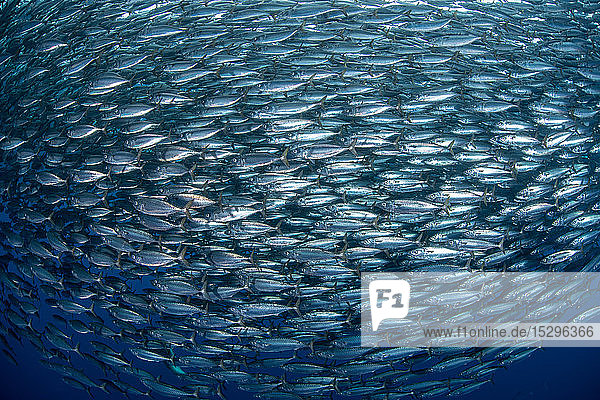 Makrelen-Köderbälle unter Wasser Punta Baja Baja California Mexiko