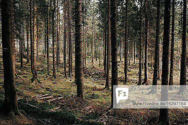 Forest  Trossachs National Park  Scotland