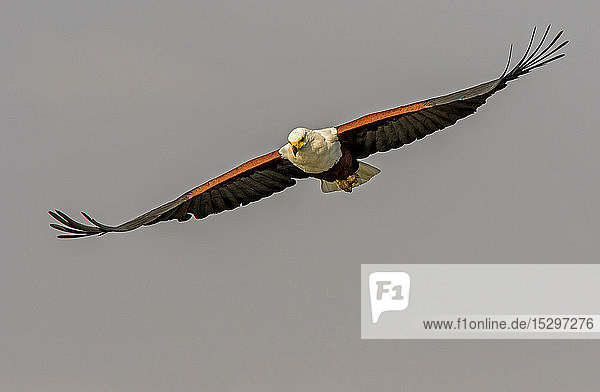 Afrikanischer Fischadler im Flug  Frontansicht  Krüger-Nationalpark  Südafrika