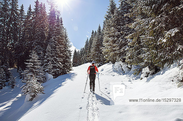 Schneeschuhwandern eines erwachsenen Mannes im verschneiten Bergwald  Rückansicht  Steiermark  Tirol  Österreich