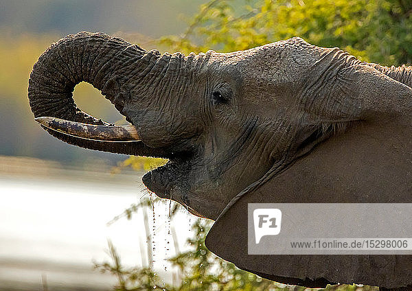 Afrikanischer Elefant am Wasserloch  Seitenansicht Kopfschuss  Krüger-Nationalpark  Südafrika