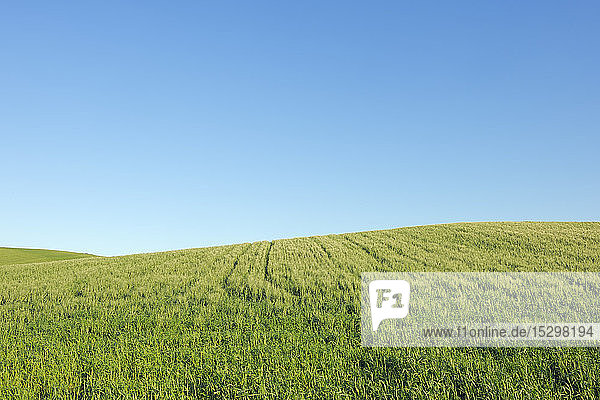 Spanien  Ronda  Blick auf grünes Weizenfeld vor blauem Himmel