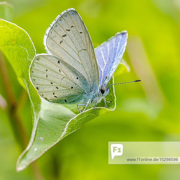 Blauer Schmetterling auf Blatt