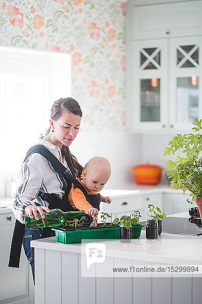 Seitenansicht eines weiblichen Bloggers  der Pflanzen gießt  während er seine Tochter in der Küche zu Hause trägt