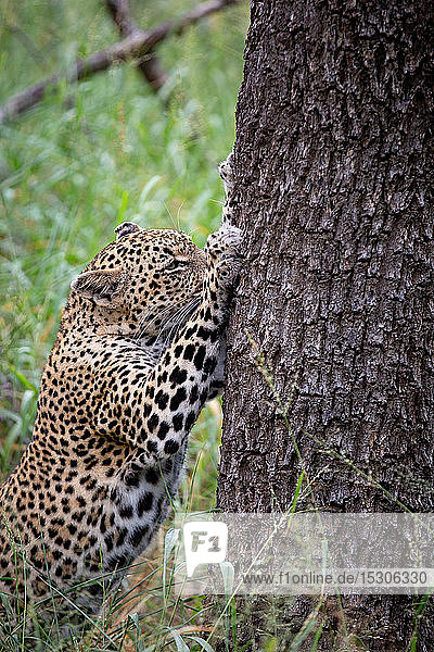 Ein Leopard  Panthera pardus  krallt sich in den Stamm eines Baumes  Ohren nach hinten  schaut aus dem Rahmen