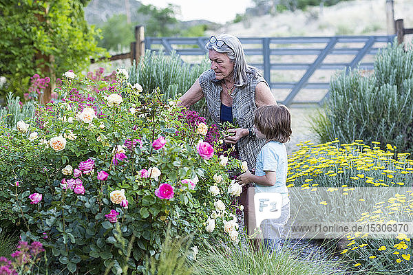 A senior adult  grandmother and her 5 year old grandson pruning roses in her garden