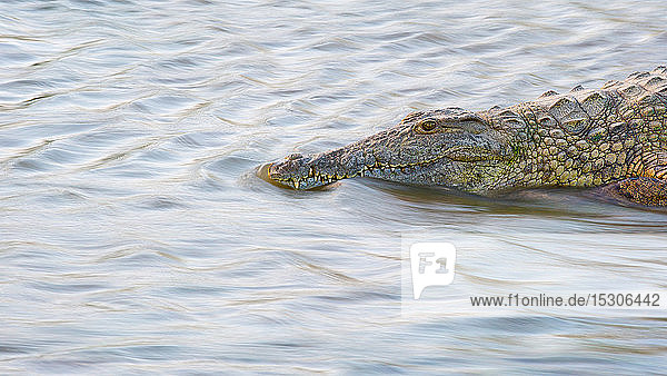 Ein Krokodil  Crocodylus niloticus  steht in fliessendem Wasser